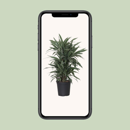 Kamerplant - Dracaena Fragrans Warneckei - Pot Ø 24cm Hoogte ↕ 100cm