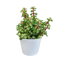 Kamerplant - Portulacaria afra mediopicta - in witte pot - Pot Ø 10,5cm