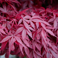 Buitenplant 2x Acer palmatum 'Skeetsers Broom' - Bladverliezend - Pot Ø 19cm Hoogte ↕ 70cm