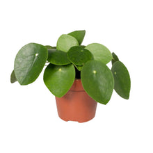 Kamerplant - Pilea Peperomioides - Pannekoekenplant - Pot Ø 12cm Hoogte ↕ 20cm