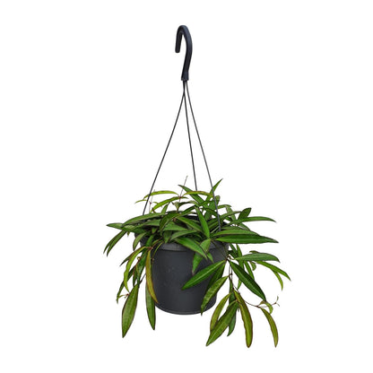 Kamerplant - Hoya Weyetii - Pot Ø 19cm Hoogte ↕ 20cm