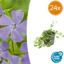 Buitenplant 24x Vinca minor - Pot Ø 9cm Hoogte ↕ 10-25cm