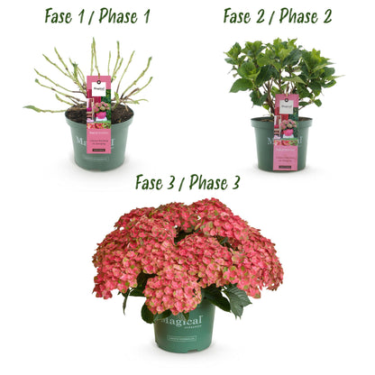 Buitenplant 2x Hydrangea Magical Green Fire - Roze-Groen Bloeiend - Pot Ø 23cm Hoogte ↕ 55cm