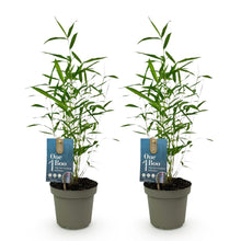 Buitenplant 2x Fargesia Blue Dragon - Bladhoudend - Niet Woekerend - Pot Ø 14cm Hoogte ↕ 35cm