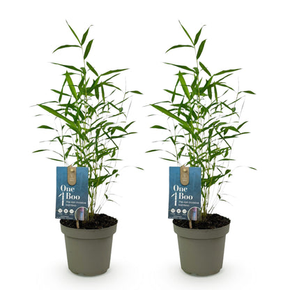 Buitenplant 2x Fargesia Blue Dragon - Bladhoudend - Niet Woekerend - Pot Ø 14cm Hoogte ↕ 35cm