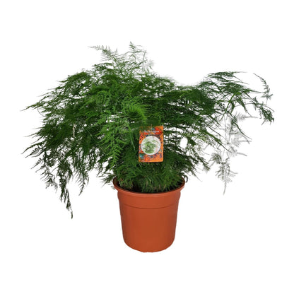 Kamerplant - Asparagus Setaceus - Pot Ø 27cm Hoogte ↕ 70cm