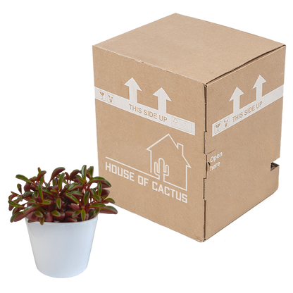 Kamerplant - Peperomia graveolens