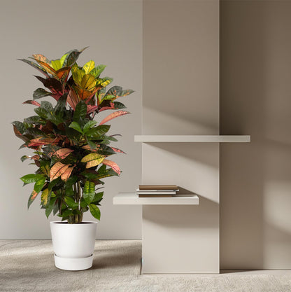 XL kamerplant - Codiaeum (Croton) Iceton vertakt - Pot Ø 24cm Hoogte ↕ 110cm