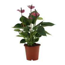 Kamerplant - Anthurium Baby Purple - Pot Ø 12cm Hoogte ↕ 36cm