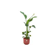 Kamerplant - Strelitzia Nicolai inclusief pot - Pot Ø 23cm Hoogte ↕ 100cm