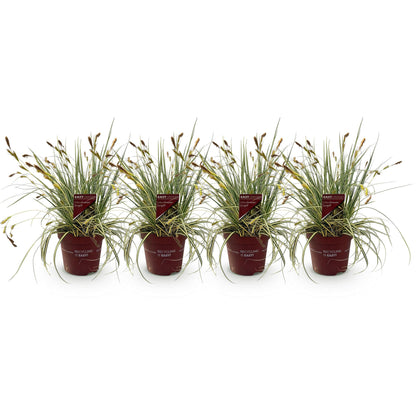 Buitenplant 4x Carex oshimensis Evergold - Bladhoudend - Pot Ø 17cm Hoogte ↕ 50cm