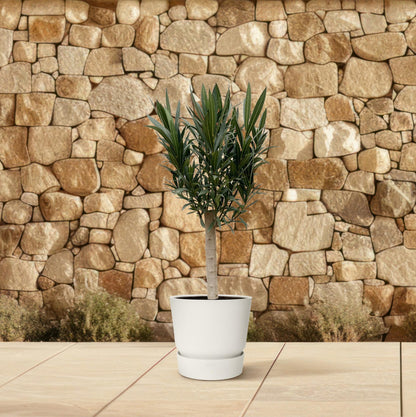 Buitenplant - Nerium Oleander op stam - Roze bloem - Pot Ø 22cm Hoogte ↕ 110cm