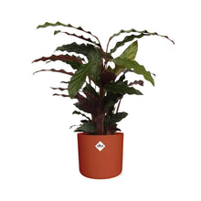 Kamerplant - Calathea Rufibarba 'Tropistar' - Pot Ø 14cm