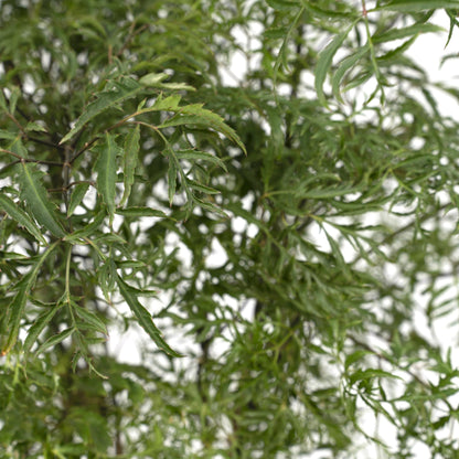 Kamerplant - Polyscias Fruticosa (Aralia) - Pot Ø 21cm Hoogte ↕ 75cm