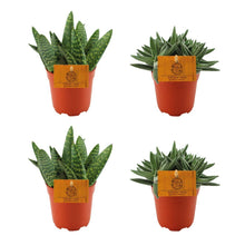 Kamerplant 4x Aloe Paradisicum & Crassula Tenelli - Pot Ø 10.5cm Hoogte ↕ 10cm