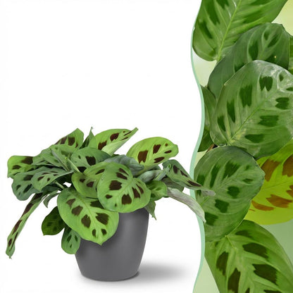 Kamerplant - Maranta Fascinator Kerchoveana - Zebraplant - Pot Ø 12cm Hoogte ↕ 25cm