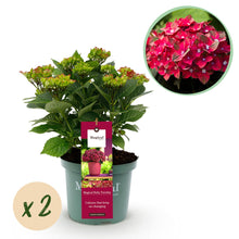 Buitenplant 2x Hydrangea 'Magical Tuesday & Saphire' - Hortensia Rood - Pot Ø 23cm Hoogte ↕ 55cm