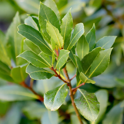 Buitenplant - Laurus nobilis op stam - Winterhard - Pot Ø 19cm Hoogte ↕ 90cm