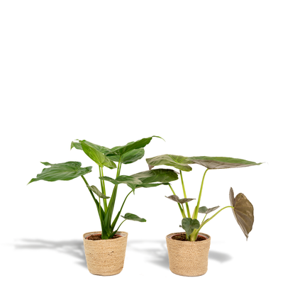 Kamerplant - Alocasia Cucullata + Alocasia Wentii - met mand Selin - Pot Ø 19cm Hoogte ↕ 60cm