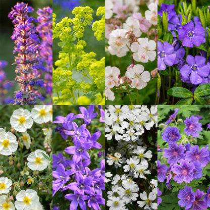 Buitenplant 24x Borderpakket Bodembedekkend - Weinig onderhoud - Pot Ø 11cm Hoogte ↕ 10-25cm
