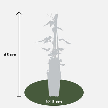Buitenplant 4x Clematis montana 'var. rubens' - Bloeiend - Pot Ø 15cm Hoogte ↕ 65cm