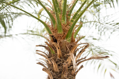 XL kamerplant - Phoenix Roebelenii op stam - Hoogte ↕ 210cm
