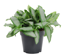 Kamerplant - Murdannia Loriformus 'Bright Star' - Pot Ø 12cm Hoogte ↕ 20cm