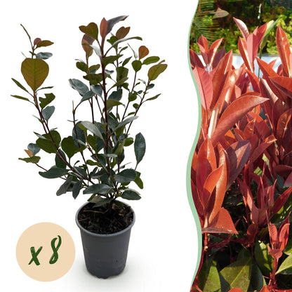 Buitenplant 8x Photinia 'Little Red Robin' - Groenblijvend - Pot Ø 9cm Hoogte ↕ 30-35cm