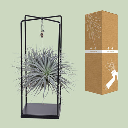 Kamerplant - Tillandsia Cube Mix - Pot Ø 20cm Hoogte ↕ 20cm