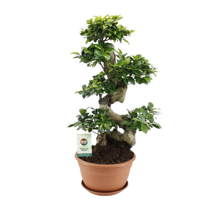 Kamerplant - Ficus Ginseng - Pot Ø 27cm Hoogte ↕ 70cm