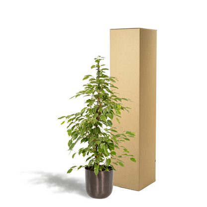 Kamerplant - Ficus benjamina Goldenking - Inclusief sierpot - Pot Ø 21cm Hoogte ↕ 95cm