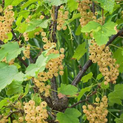 Buitenplant 2x Ribes rubrum 'White Pearl' - Aalbes - Pot Ø 11cm Hoogte ↕ 40cm