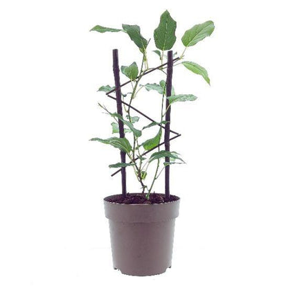 Buitenplant - Actinidia Issai - Winterhard - Pot Ø 15cm Hoogte ↕ 40cm
