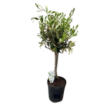 Kamerplant - Olea - Pot Ø 15cm Hoogte ↕ 60cm