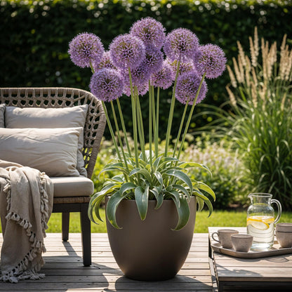 Buitenplant 5x Allium Gladiator - Bloeiend - Bolmaat 16/18