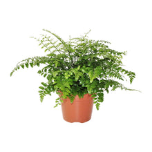 Kamerplant - Asplenium Parvati - Pot Ø 17cm Hoogte ↕ 30cm