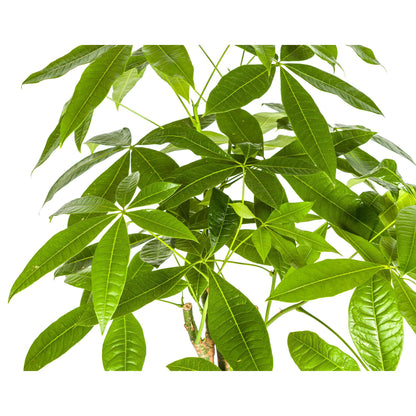 Kamerplant - Pachira Aquatica - Pot Ø 21cm Hoogte ↕ 90-110cm