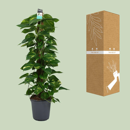 XL Kamerplant - Scindapsus (Epipremnum) - Pot Ø 24cm Hoogte ↕ 120cm