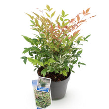 Buitenplant - Nandina 'Twilight' - Groenblijvend - Pot Ø 17cm Hoogte ↕ 45cm