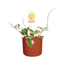 Kamerplant - Hoya Carnosa 'Krimson Queen' - Hangplant - Pot Ø 14cm