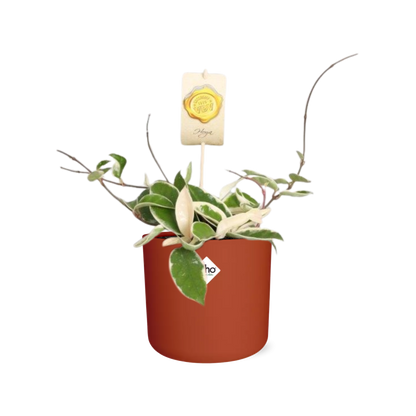 Kamerplant - Hoya Carnosa 'Krimson Queen' - Hangplant - Pot Ø 14cm