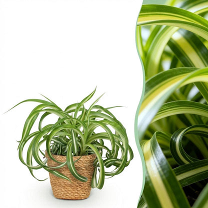 Kamerplant - Chlorophytum comosum Bonnie - Krullende Graslelie - Pot Ø 12cm Hoogte ↕ 20cm