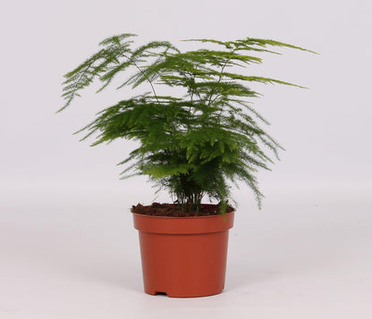 Kamerplant - Asparagus Setaceus - Pot Ø 12cm Hoogte ↕ 28cm