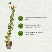 Buitenplant - Hedera hibernica Klimop Gestokt - Hoogte ↕ 80-100cm