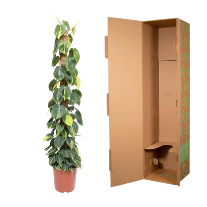 XL kamerplant - Philodendron Scandens Brasil - Mosstok - Pot Ø 27cm Hoogte ↕ 150cm