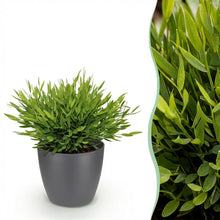 Kamerplant - Pogonatherum paniceum Monica - Bamboegras - Pot Ø 12cm Hoogte ↕ 20cm