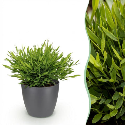 Kamerplant - Pogonatherum paniceum Monica - Bamboegras - Pot Ø 12cm Hoogte ↕ 20cm