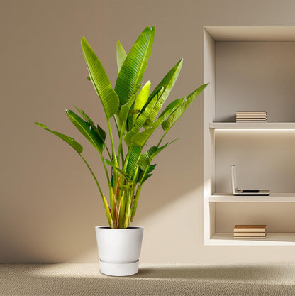 XL kamerplant - Strelitzia Augusta multi stam - Pot Ø 32cm Hoogte ↕ 225cm