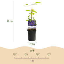 Buitenplant 2x Clematis The President - Bloeiend - Pot Ø 11cm Hoogte ↕ 40cm