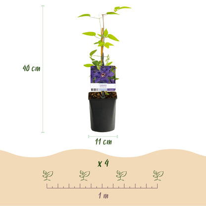 Buitenplant 2x Clematis The President - Bloeiend - Pot Ø 11cm Hoogte ↕ 40cm